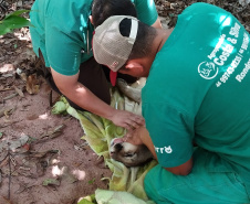  Após uma bateria de exames, a onça-parda foi devolvida ao seu habitat natural.