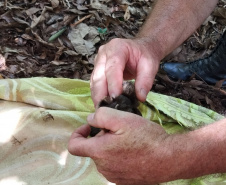  Após uma bateria de exames, a onça-parda foi devolvida ao seu habitat natural.