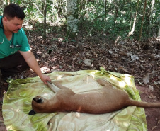  Após uma bateria de exames, a onça-parda foi devolvida ao seu habitat natural.