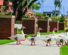 IAT PARQUE ANDIRÁ