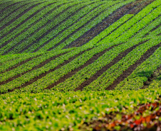 Com 3,9 mil agricultores certificados, Paraná lidera produção orgânica do Brasil