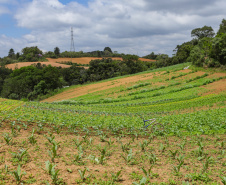 Com 3,9 mil agricultores certificados, Paraná lidera produção orgânica do Brasil