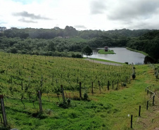 Revitalização da vitivinicultura paranaense é ressaltada em evento internacional
