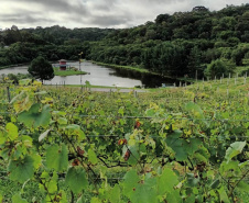 Revitalização da vitivinicultura paranaense é ressaltada em evento internacional