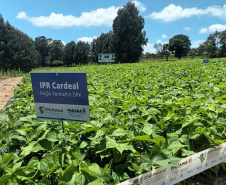 IDR-Paraná lança nesta terça-feira nova cultivar de feijão em Pato Branco