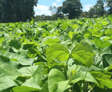IDR-Paraná lança nesta terça-feira nova cultivar de feijão em Pato Branco