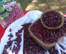 IDR-Paraná lança nesta terça-feira nova cultivar de feijão em Pato Branco