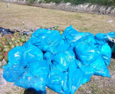 Equipes trabalham na limpeza das praias do Paraná  Material recolhido das praias, em limpeza diária