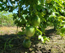 Produção rural e agroindústria transformam vida de família no litoral
