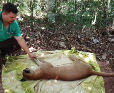 IAT preparou um guia de como se comportar ao encontrar animais silvestres no Paraná.