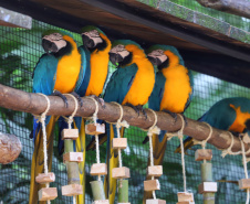 IAT preparou um guia de como se comportar ao encontrar animais silvestres no Paraná.