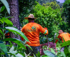   Projeto de erva mate orgânica financiado pelo BRDE expande fronteiras e recebe certificações internacionais 
