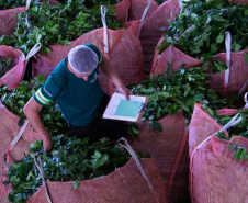   Projeto de erva mate orgânica financiado pelo BRDE expande fronteiras e recebe certificações internacionais 