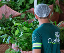   Projeto de erva mate orgânica financiado pelo BRDE expande fronteiras e recebe certificações internacionais 
