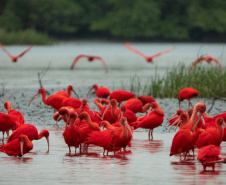 IAT GUARÁS GUARATUBA