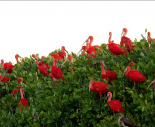 IAT GUARÁS GUARATUBA