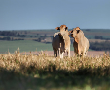 rural