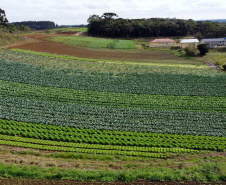PLANTAÇÃO HORTALIÇAS