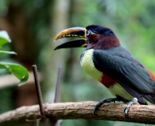 IAT promove observação de aves guiada na Ilha do Mel 