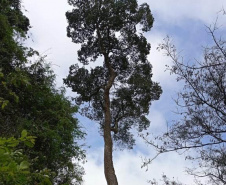  Árvores centenárias são o charme do Parque São Camilo.
