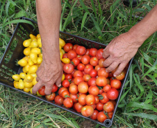 TECPAR PRODUTOS ORGÂNICOS NÃO CERTIFICADOS