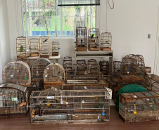 IAT ANIMAIS RESGATADOS