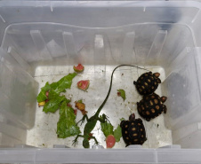 IAT ANIMAIS RESGATADOS