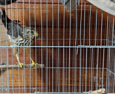 IAT ANIMAIS RESGATADOS