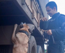Cães policiais garantem precisão em operações da Polícia Penal do Paraná
