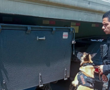 Cães policiais garantem precisão em operações da Polícia Penal do Paraná