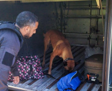Cães policiais garantem precisão em operações da Polícia Penal do Paraná