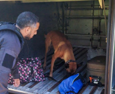 Cães policiais garantem precisão em operações da Polícia Penal do Paraná
