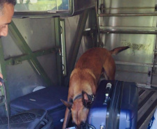 Cães policiais garantem precisão em operações da Polícia Penal do Paraná