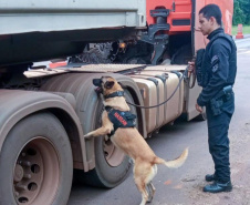 Cães policiais garantem precisão em operações da Polícia Penal do Paraná