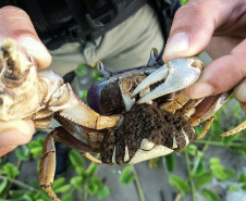 Proibição da pesca do caranguejo-uçá começa nesta sexta-feira no Paraná