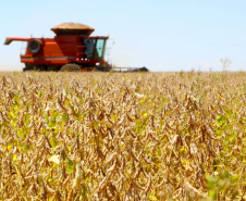 Boletim agropecuário analisa safra de 18,8 milhões de toneladas de soja e preços das carnes
