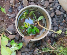 Limpeza e conscientização: ações do Dia D da dengue acontecem em todo o Paraná neste sábado