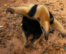 Tamanduá-mirim encontrado em Alto Piquiri é devolvido à natureza por técnicos do IAT