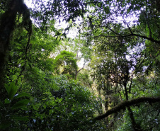 No Dia das Florestas, Paraná celebra novo indicador de redução do desmatamento ilegal