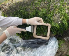 Estruturas marítimas construídas em Matinhos começam a ser colonizadas pela fauna incrustante