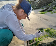 Estruturas marítimas construídas em Matinhos começam a ser colonizadas pela fauna incrustante