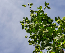 LUPULO