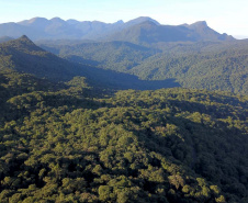 No Dia das Florestas, Paraná celebra novo indicador de redução do desmatamento ilegal