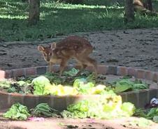 BANCO ALIMENTOS ANIMAIS