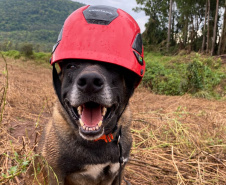 CERTIFICAÇÃO DE CÃES BOMBEIROS