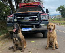 CERTIFICAÇÃO DE CÃES BOMBEIROS