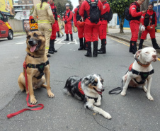 CERTIFICAÇÃO DE CÃES BOMBEIROS