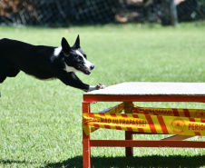 CERTIFICAÇÃO DE CÃES BOMBEIROS