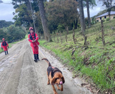 CERTIFICAÇÃO DE CÃES BOMBEIROS