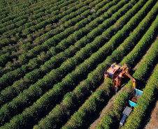 BOLETIM AGRO